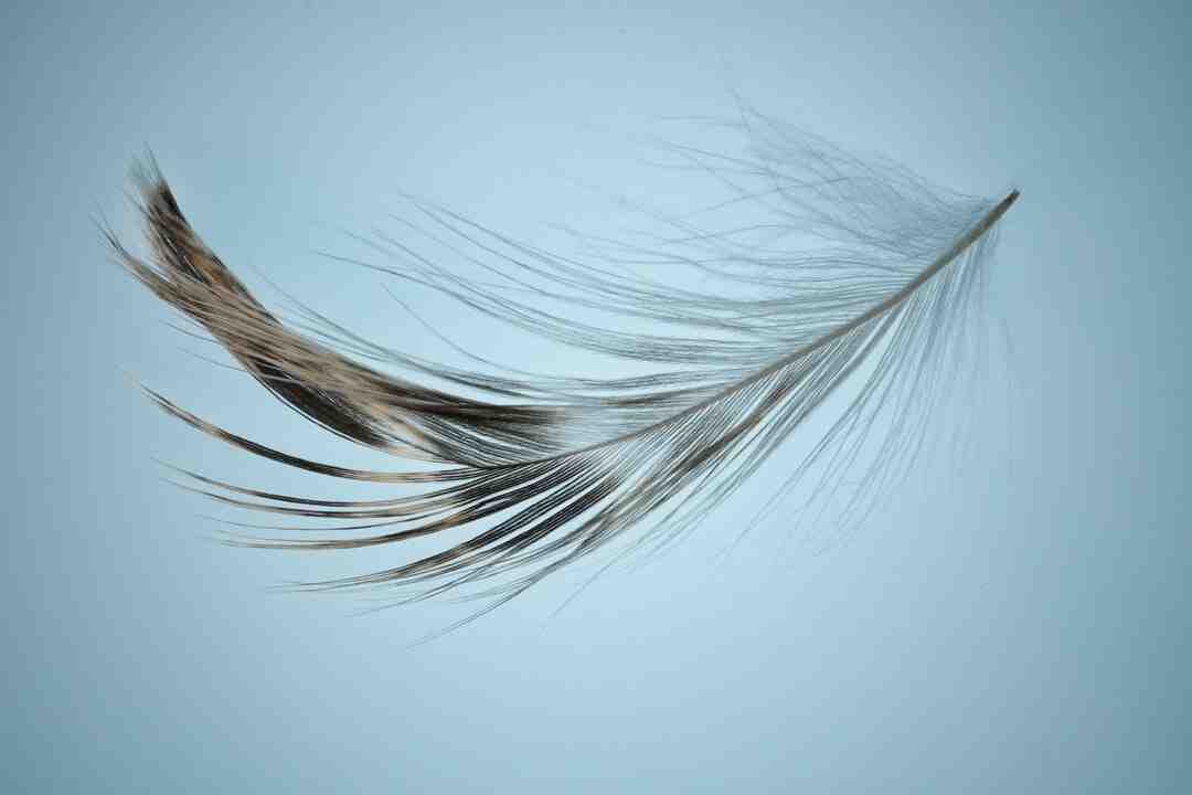 Comment faire un livre et plume ?
