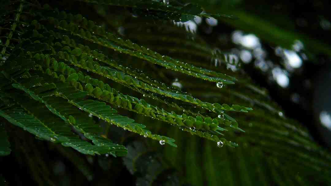 Comment recuperer l'eau de pluie Minecraft ?