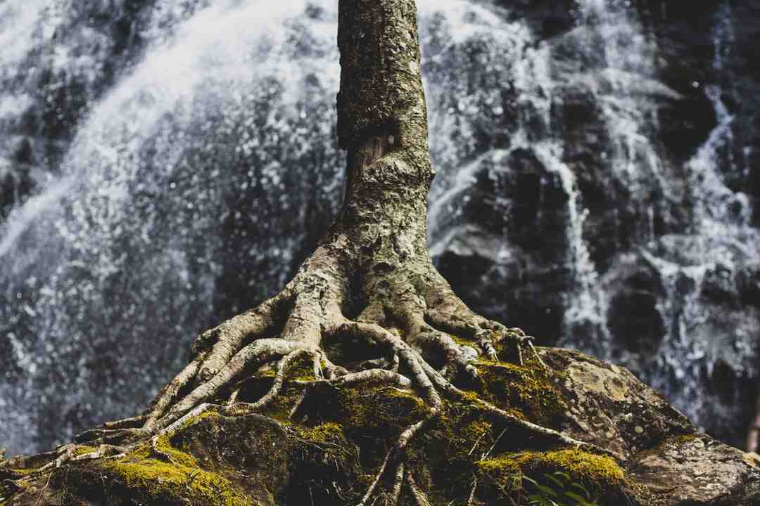 Comment tuer le monstre de Vah Ruta ?