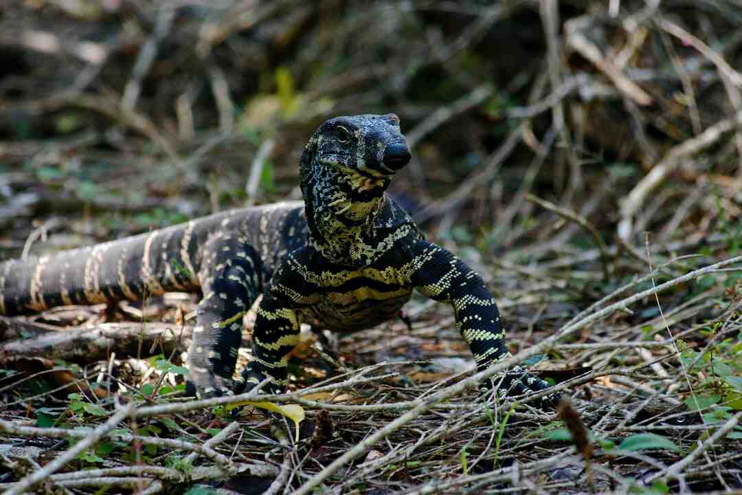 Où trouver Oceiros ?
