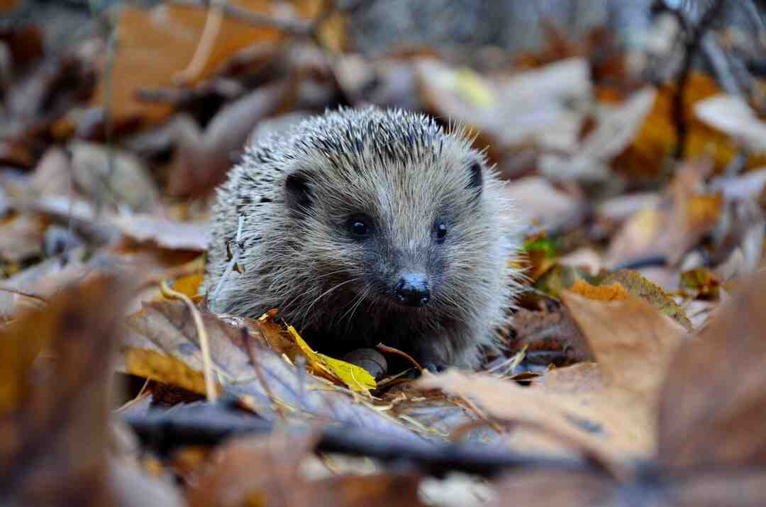 Quelle est la vitesse maximale de Sonic ?