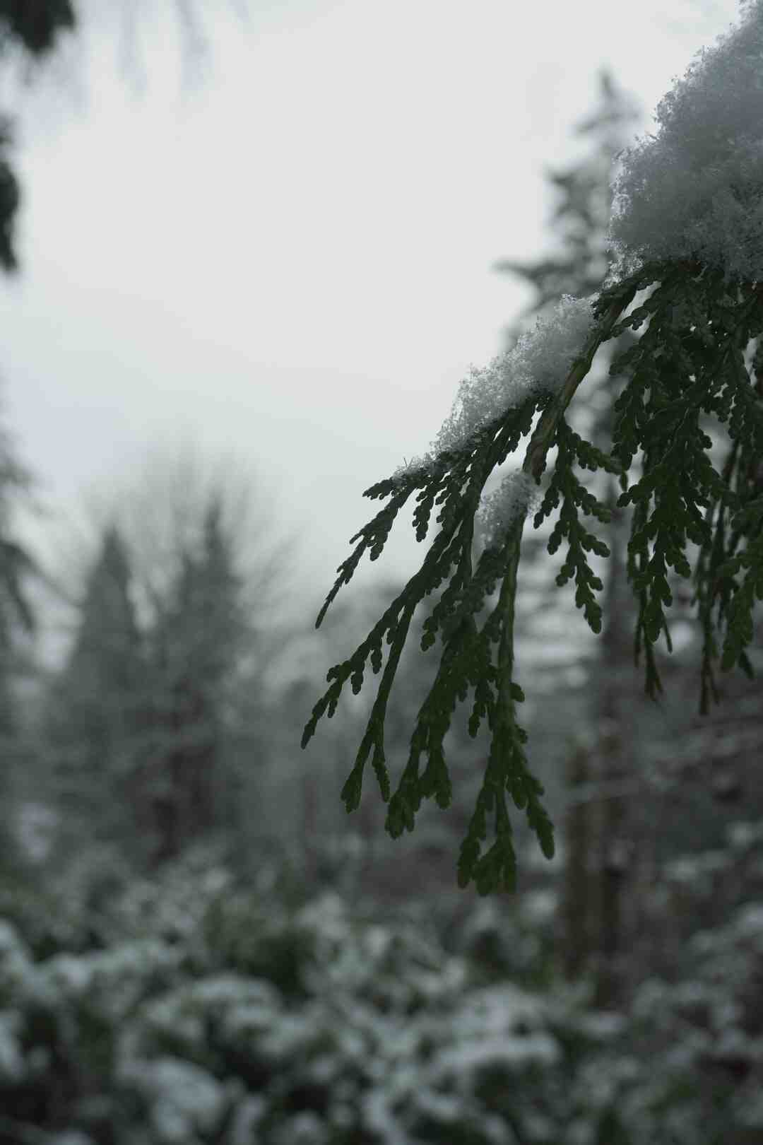 Est-ce que les arbres repoussent Stranded Deep ?