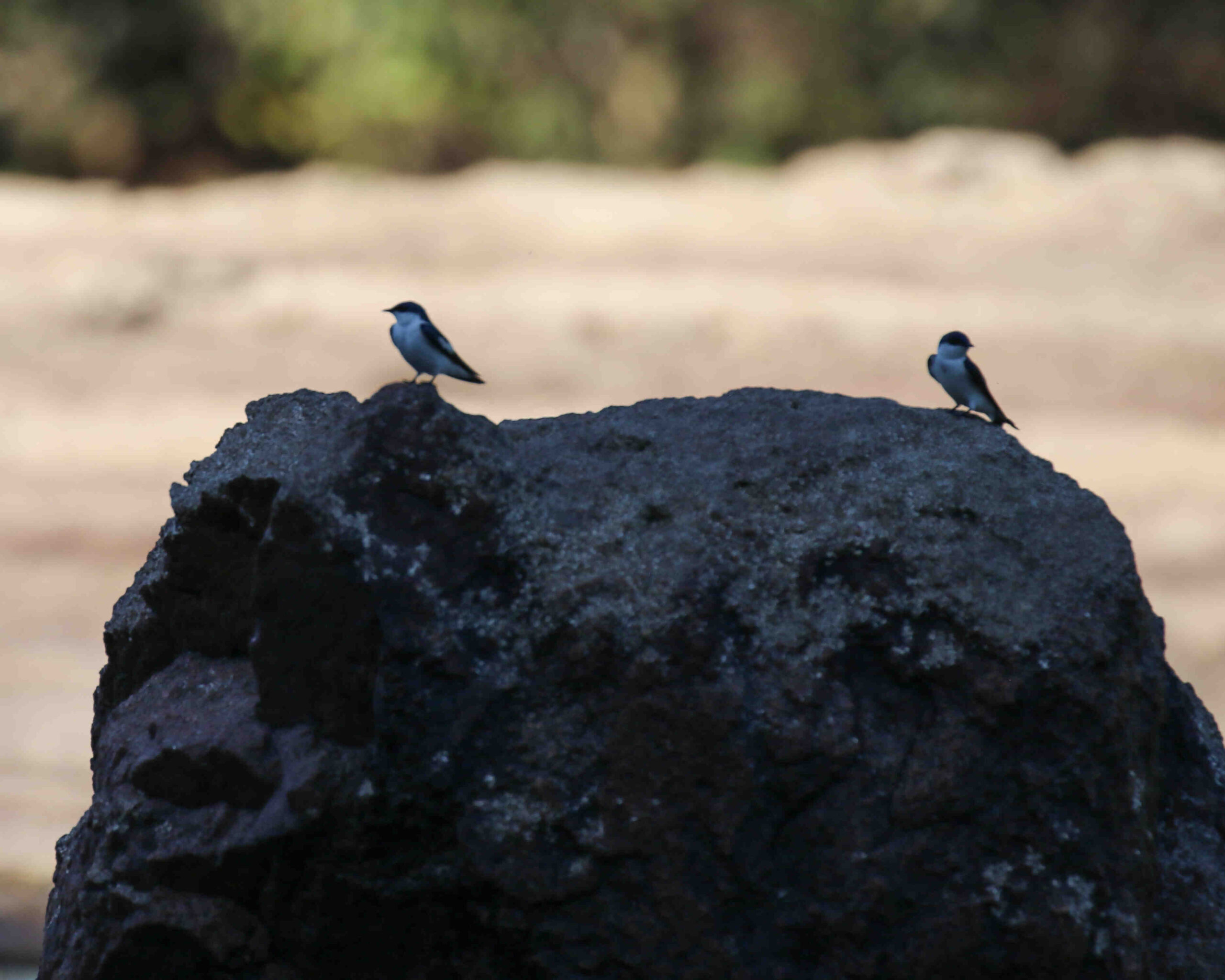 Quel est le meilleur double type ?