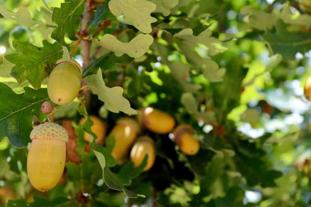 Is Nargacuga a flagship monster?