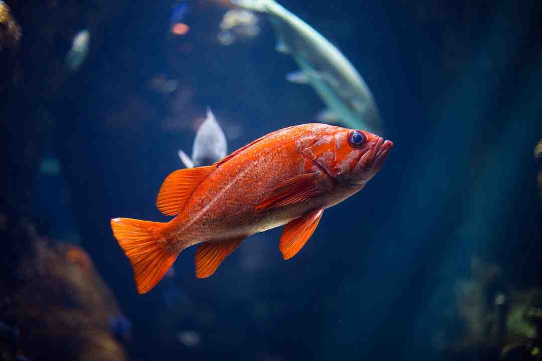 What are the three rounds of fishbowl?