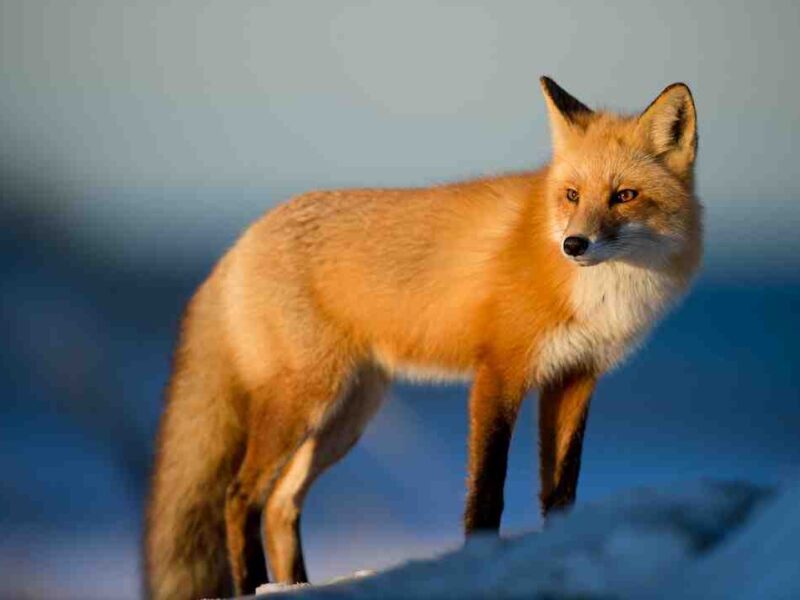Quel genre d&rsquo;animal est Sonic ?