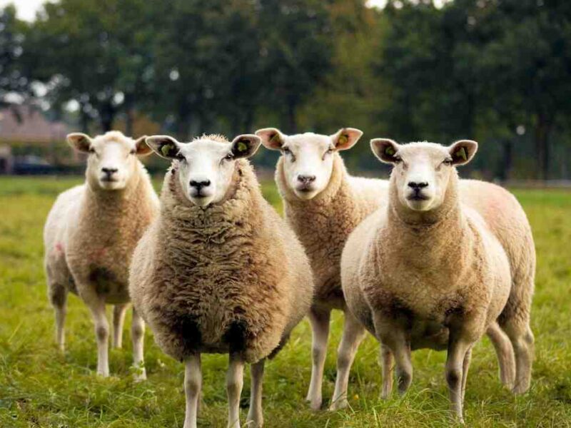 Quelle Ferme choisir Stardew Valley ?