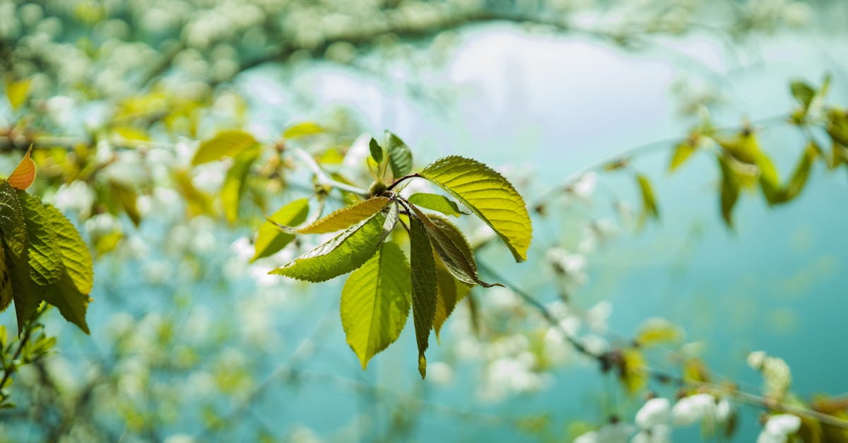 découvrez le concept d'awakening : un éveil de la conscience, une transformation intérieure et une ouverture vers une nouvelle perception de soi et du monde. explorez les étapes, les bienfaits et les moyens d'atteindre cet état d'éveil spirituel.