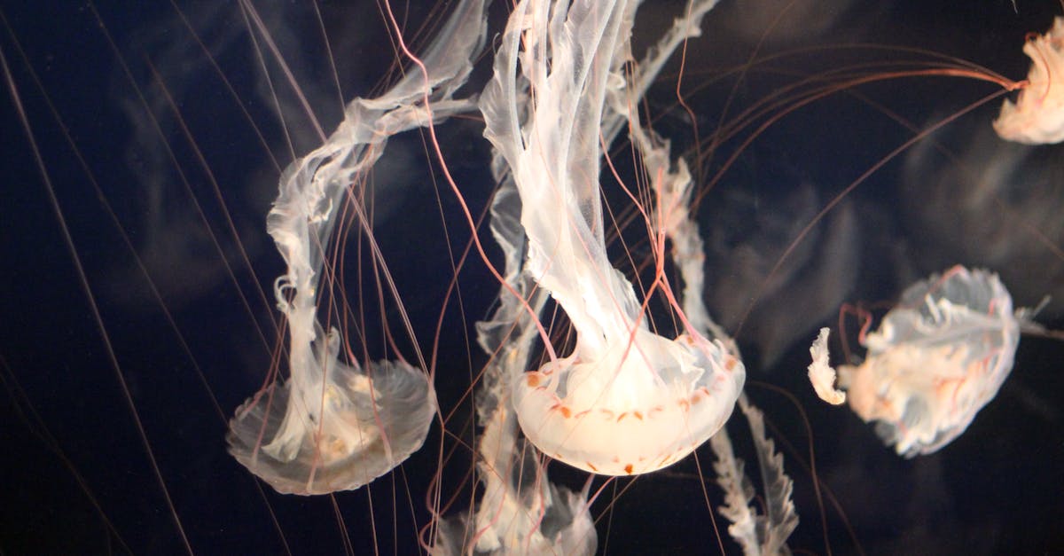 découvrez l’univers fascinant des ga-ko creatures : des créatures originales, leurs histoires uniques et tout ce qu’il faut savoir pour explorer leur monde imaginaire.