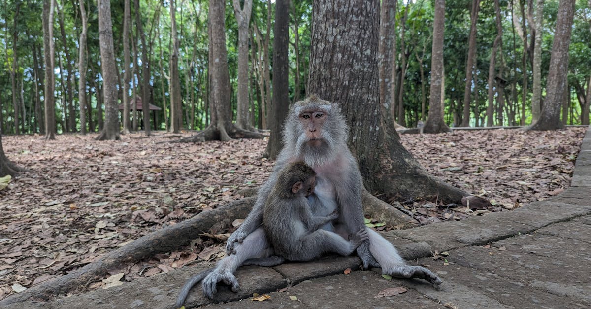 découvrez wild instinct, une aventure immersive où la nature sauvage et la survie se rencontrent. plongez dans un univers captivant inspiré par les instincts primaires et l’exploration hors des sentiers battus.