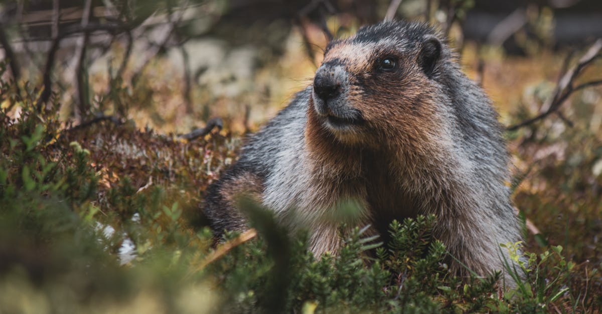 découvrez wild instinct, une aventure palpitante où la nature reprend ses droits. plongez dans un univers fascinant, entre instinct sauvage et survie, pour une expérience immersive inoubliable.