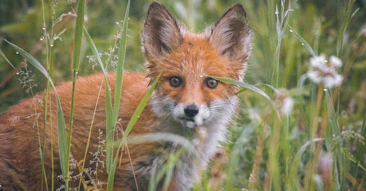 découvrez le monde fascinant du renard : ses caractéristiques, son habitat, ses comportements et son rôle unique dans la nature. informations, anecdotes et conseils pour mieux connaître cet animal malin et mystérieux.