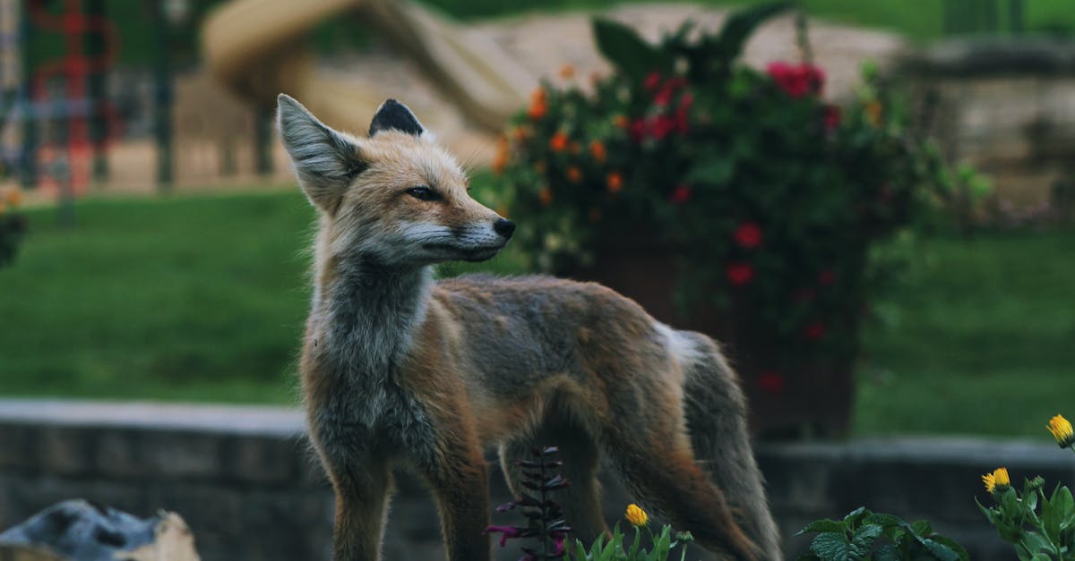 découvrez tout ce qu'il faut savoir sur le renard : son habitat, son comportement, son alimentation et son rôle dans la nature. un guide complet pour mieux comprendre ce magnifique animal sauvage.