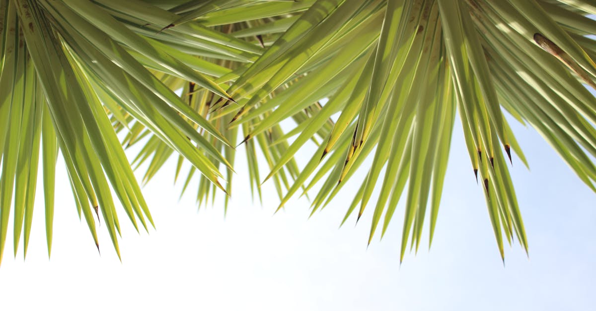 découvrez un univers tropical : idées déco, destinations de rêve, plantes exotiques et conseils pour adopter un style de vie ensoleillé et dépaysant toute l'année.