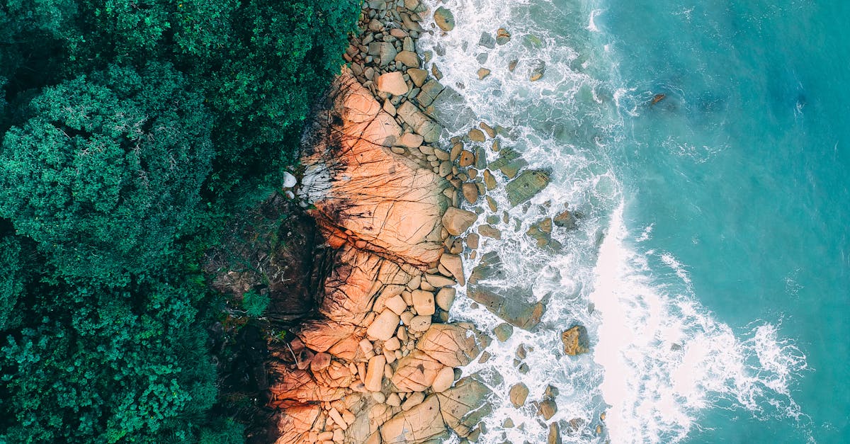 découvrez l’univers tropical : des paysages exotiques, une nature luxuriante et des conseils pour apporter une touche d’évasion dans votre quotidien.
