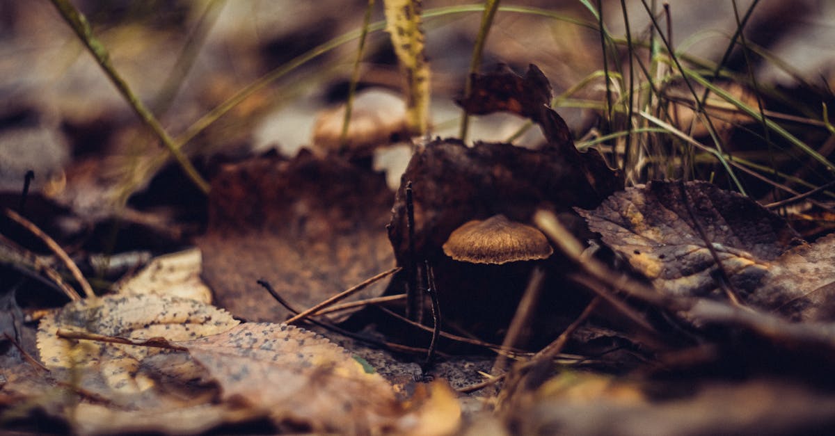 découvrez les trésors cachés : aventures secrètes, lieux mystérieux et merveilles inattendues à explorer.