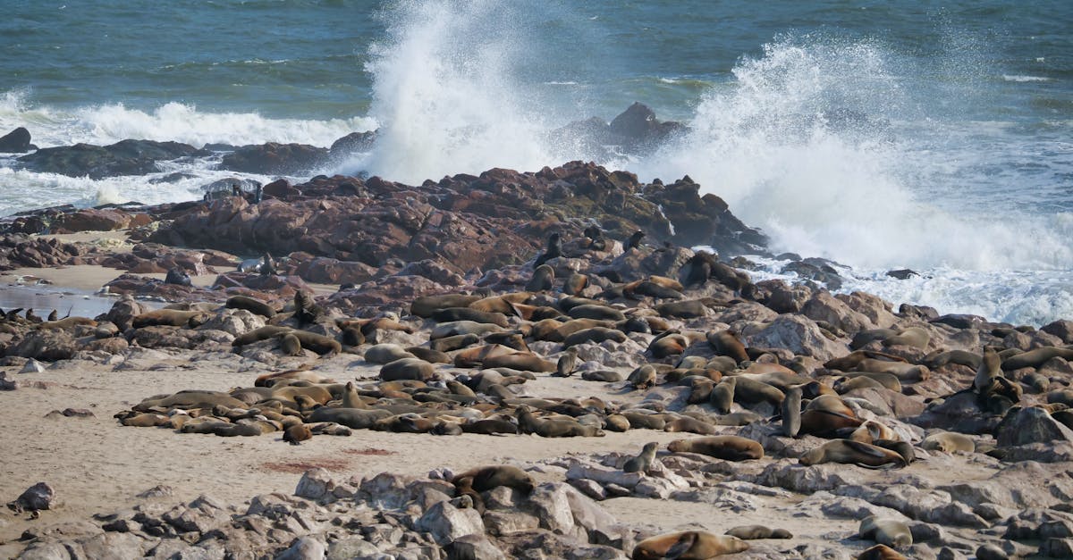 découvrez les mystères fascinants des phoques mystérieux, leur habitat, leur comportement unique et leur rôle dans l'écosystème marin.