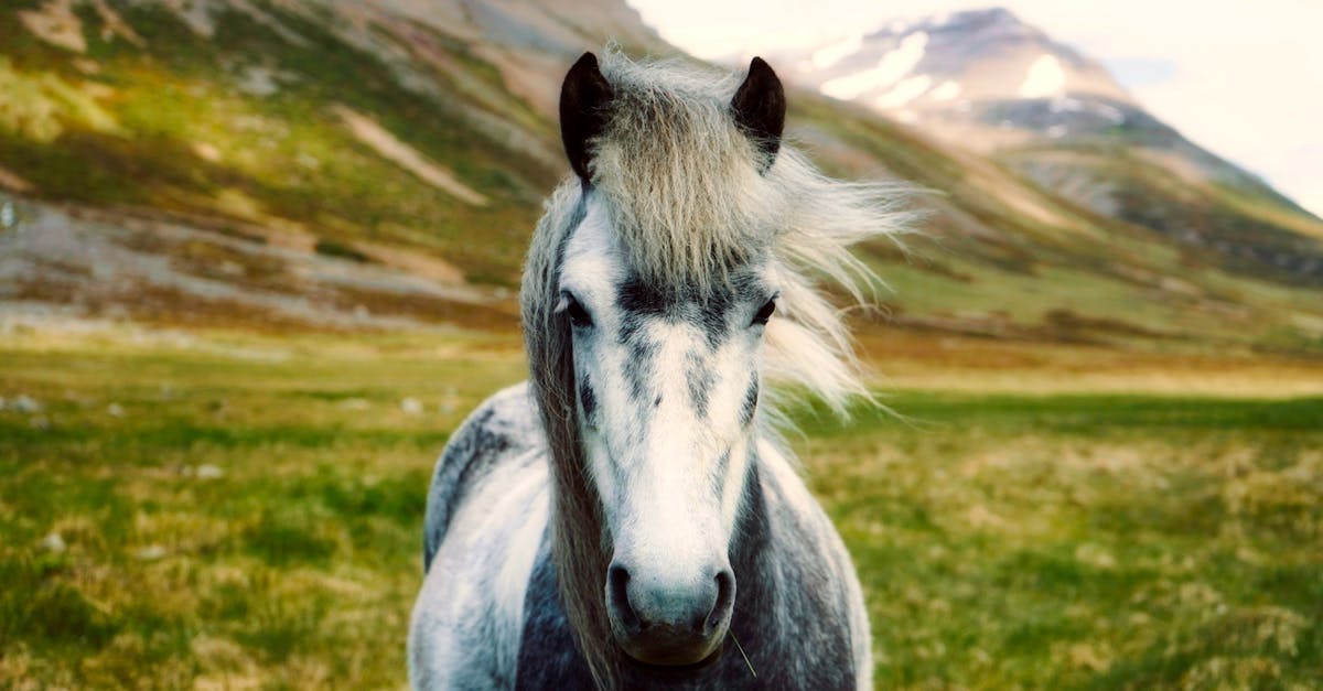 découvrez tout sur les chevaux : races, soins, entraînement et bien-être de ces magnifiques animaux.