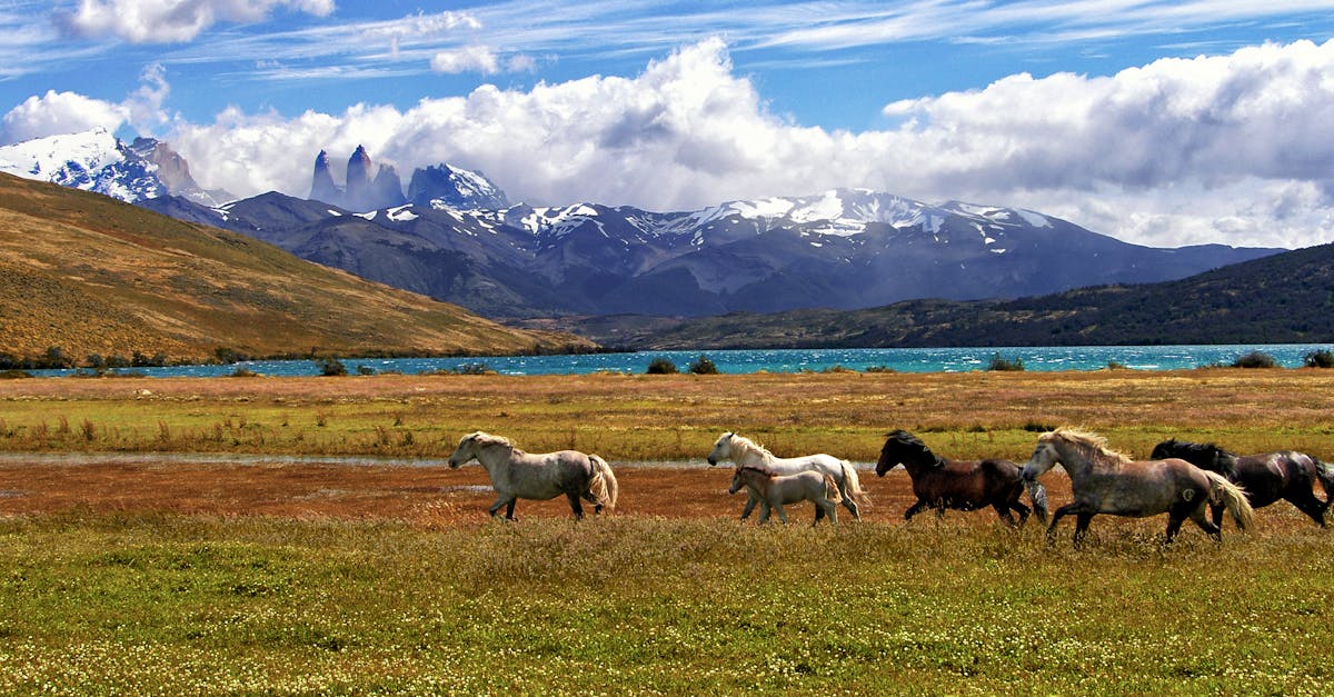 découvrez tout sur les chevaux : leur comportement, les différentes races, les soins et l'équitation pour passionnés et débutants.