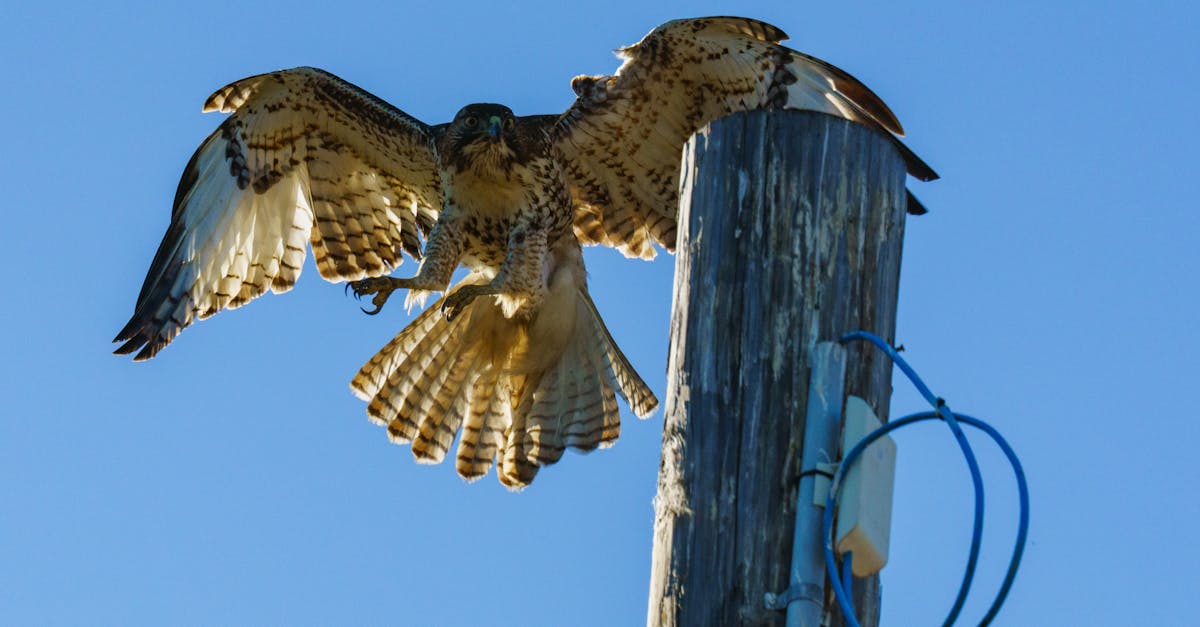 découvrez l'écho puissant qui amplifie chaque son avec clarté et intensité, pour une expérience audio immersive et inoubliable.