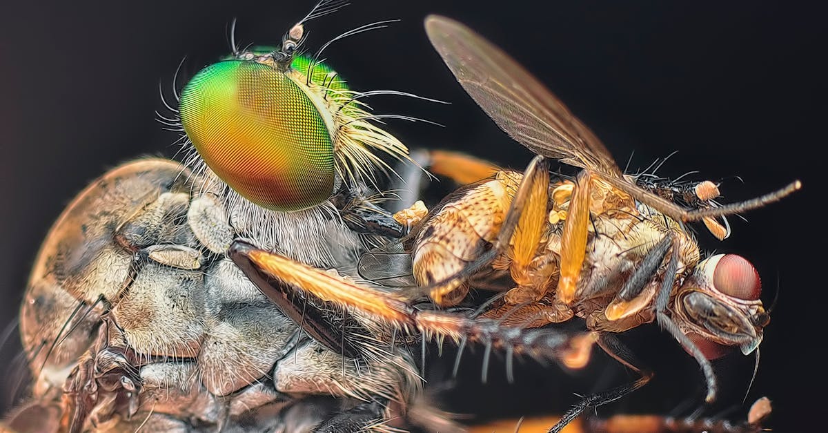 découvrez l'univers captivant d'assassin's creed, une saga emblématique mêlant histoire, aventure et action furtive. plongez dans des époques fascinantes avec des graphismes époustouflants.