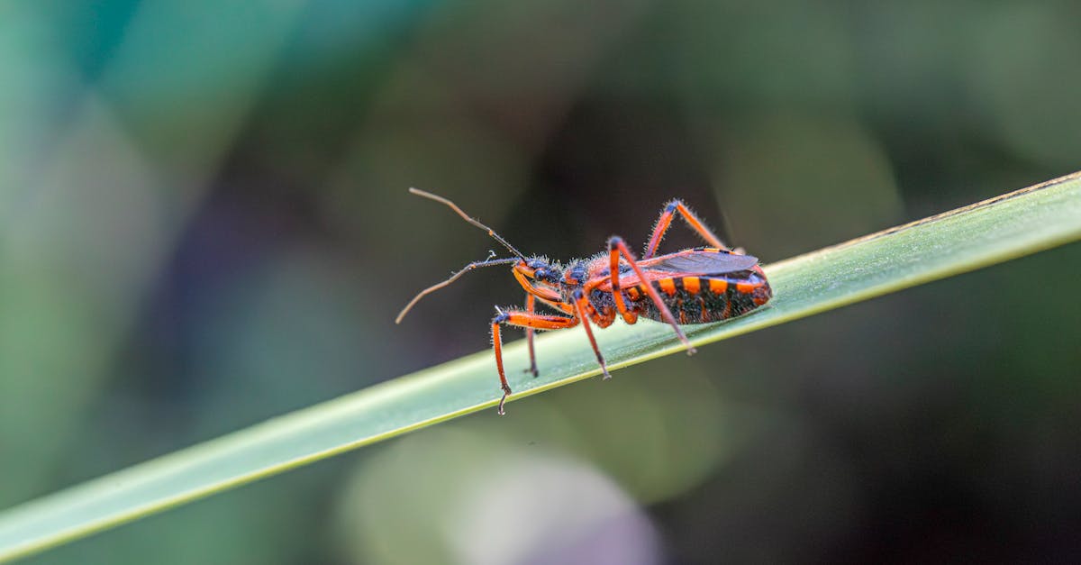 découvrez l'univers captivant d'assassin's creed, une série de jeux d'action-aventure mêlant histoire, furtivité et exploration à travers des époques fascinantes.