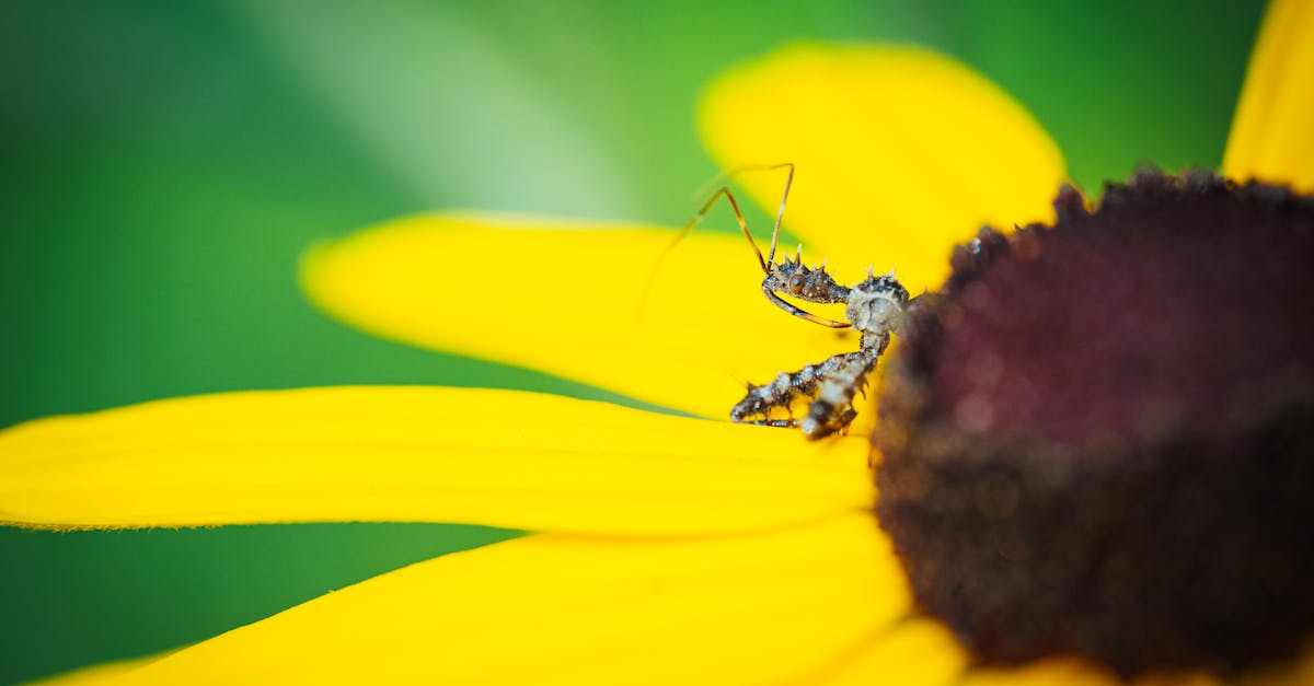 découvrez l'univers captivant d'assassin's creed, une série de jeux vidéo mêlant histoire, aventure et action, où vous incarnez un assassin à travers différentes époques.