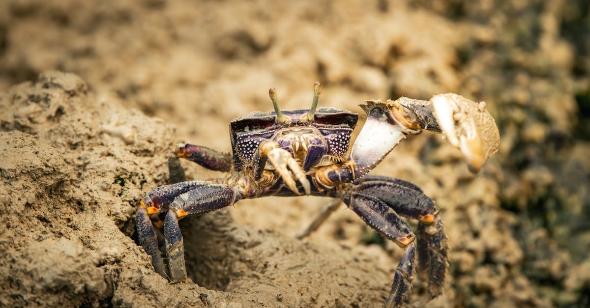 découvrez tout sur le crabe : habitat, espèces, alimentation et conseils pour cuisiner ce délicieux crustacé.