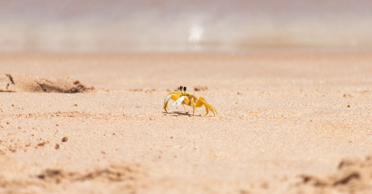 découvrez tout sur le crabe : espèces, habitat, alimentation et astuces pour bien le cuisiner. un guide complet pour les amateurs de fruits de mer.