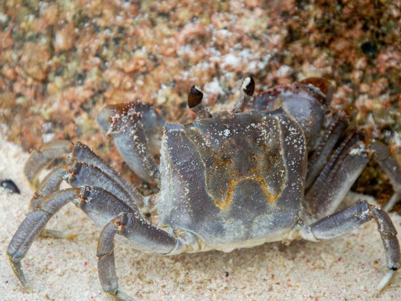 La Majesté du Crabe Caraparoche : Un Trésor Marin à Découvrir