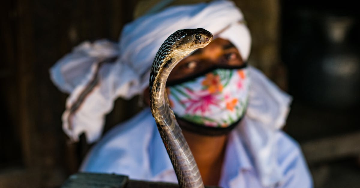 découvrez tout sur le serpent : espèces, habitats, comportements et conseils pour les amateurs de ces reptiles fascinants.