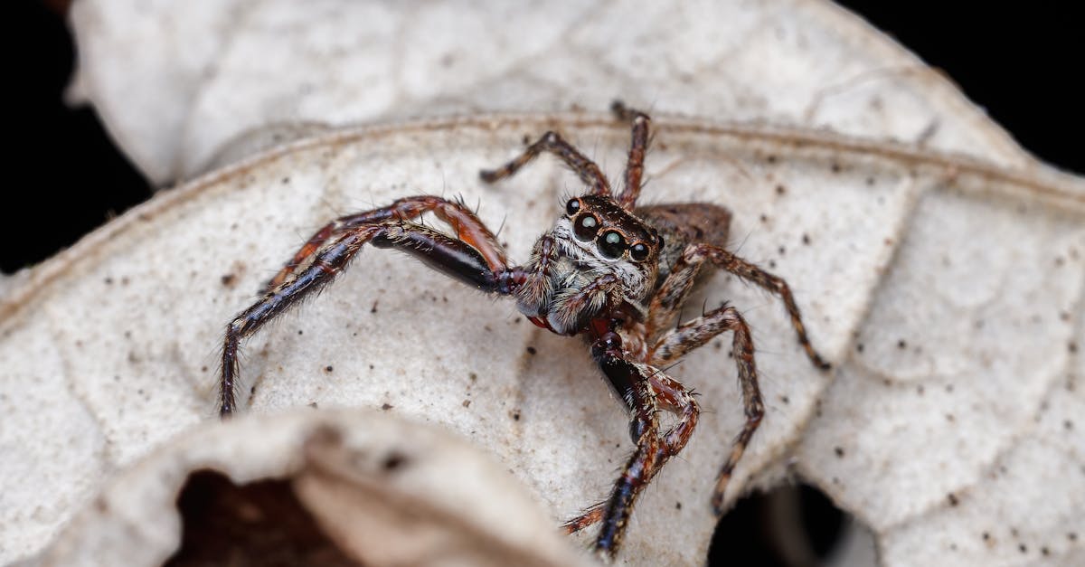 découvrez la liquidation de spiders studio : toutes les informations sur la vente, les offres spéciales et les opportunités à ne pas manquer.