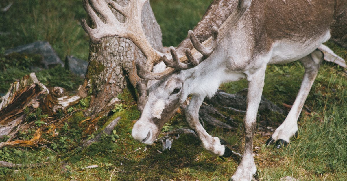découvrez tout sur le tarandus, un cervidé fascinant des régions arctiques, connu pour ses bois imposants et son adaptation exceptionnelle au froid.