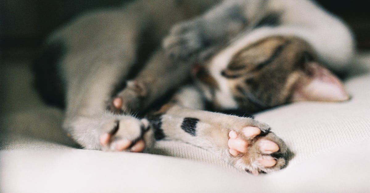 découvrez les différentes positions de sommeil des chats et ce qu'elles révèlent sur leur bien-être et leur humeur.