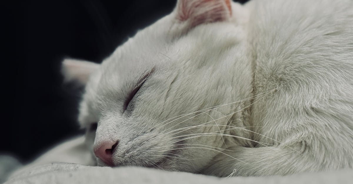 découvrez les différentes positions de sommeil des chats et ce qu'elles révèlent sur leur humeur et leur bien-être.