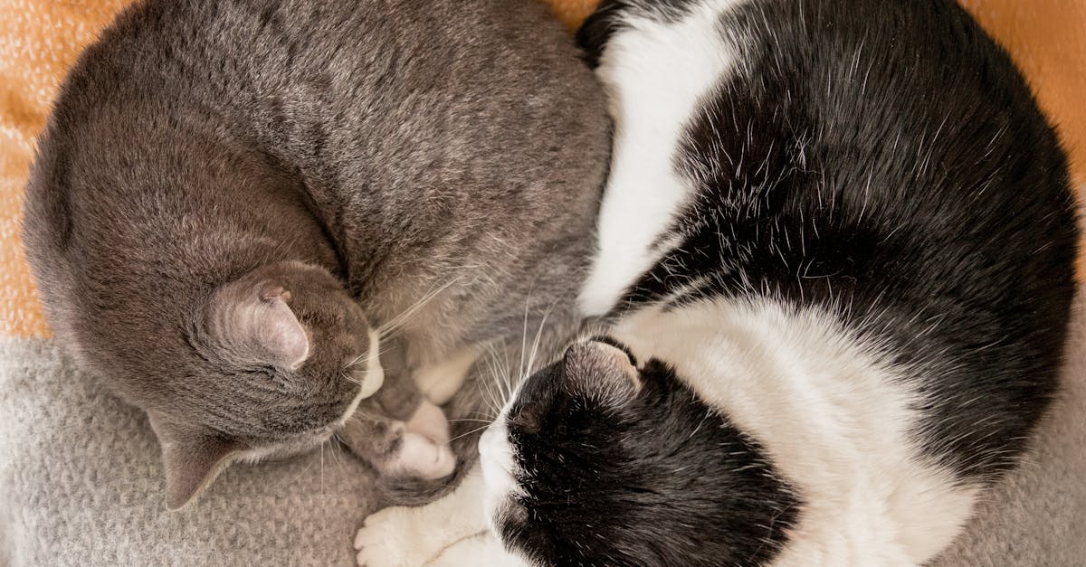 découvrez les différentes positions de sommeil des chats et ce qu'elles révèlent sur leur bien-être et leur humeur.