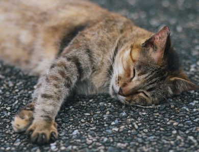 Pourquoi votre chat préfère dormir sur le côté gauche : les révélations d&rsquo;une équipe de scientifiques