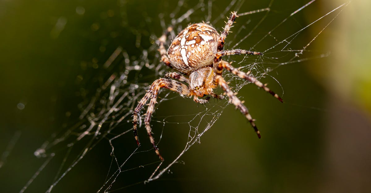 information officielle sur la fermeture de spiders studio, son impact sur les employés et les projets en cours.