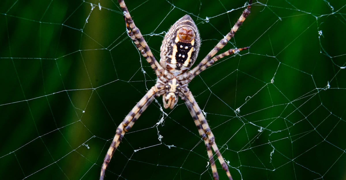 annonce officielle : fermeture de spiders studio. découvrez les raisons et les impacts de cette décision sur les projets et l'équipe.