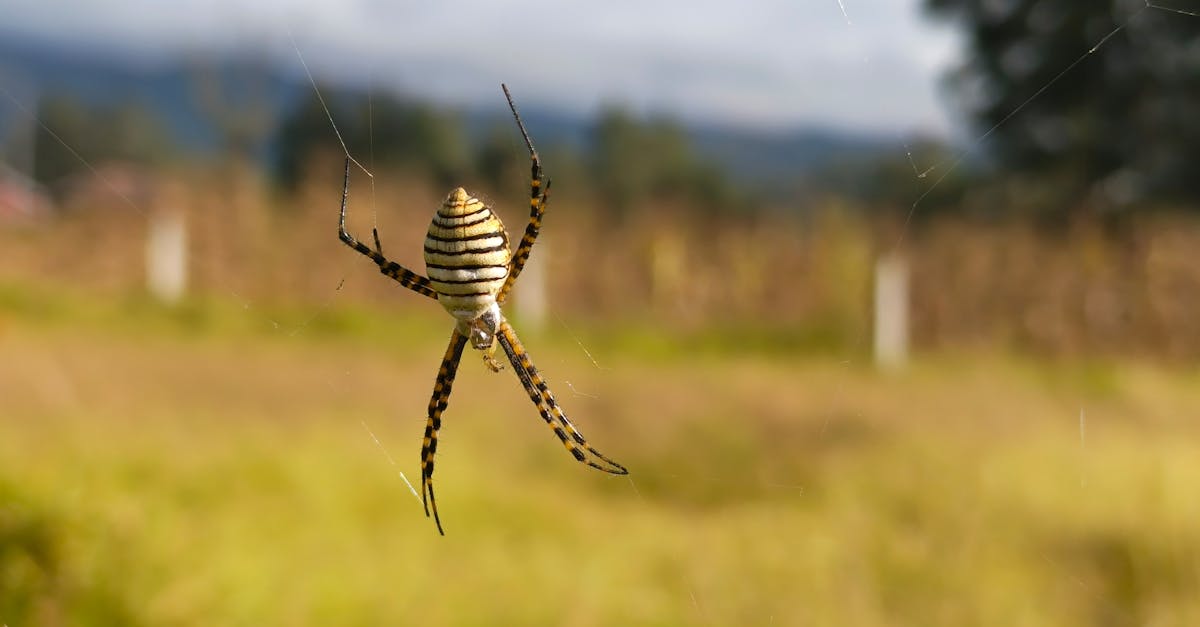 annonce officielle de la fermeture de spiders studio : retrouvez tous les détails sur la fin des activités de ce studio de développement de jeux vidéo.