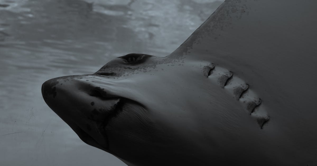 découvrez subnautica 2, le jeu d'exploration sous-marine captivant où vous plongez dans un univers océanique mystérieux, riche en aventures et découvertes fascinantes.