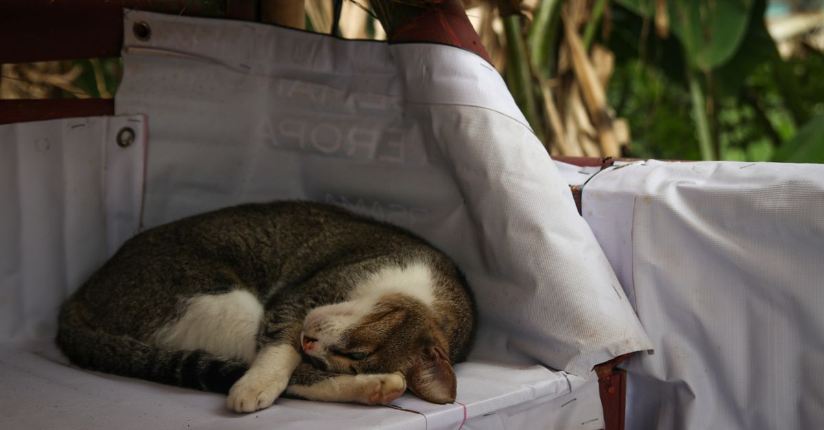 découvrez cat mail co., votre service dédié à la gestion efficace et amusante de vos courriers électroniques, avec une touche féline unique.
