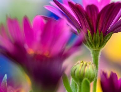 Les Fleurs Pleines de Joie de Coolimaçon : Un Bouquet de Sourires