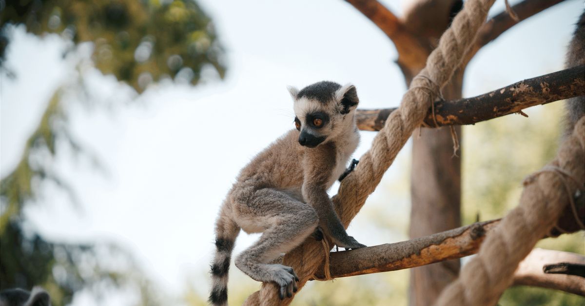 découvrez zoo escape, un jeu palpitant où vous devez aider les animaux à s'échapper du zoo en résolvant des énigmes et en surmontant des obstacles. plongez dans une aventure captivante pleine de défis et d'amusement !