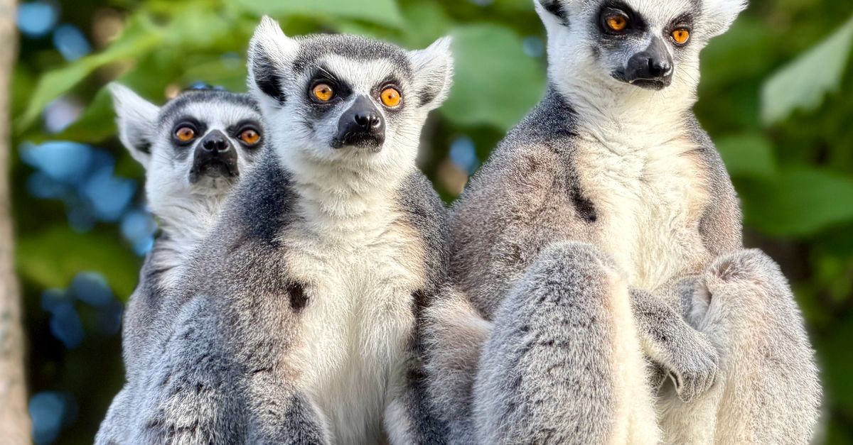 découvrez zoo escape, un jeu d'aventure passionnant où vous devez aider les animaux à s'échapper du zoo en résolvant des énigmes captivantes. plongez dans une expérience ludique et immersive dès maintenant !