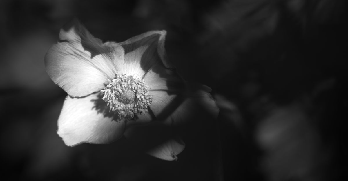 découvrez l'art du chiaroscuro, une technique de contraste lumineux qui sublime la profondeur et l'émotion dans la peinture et la photographie.