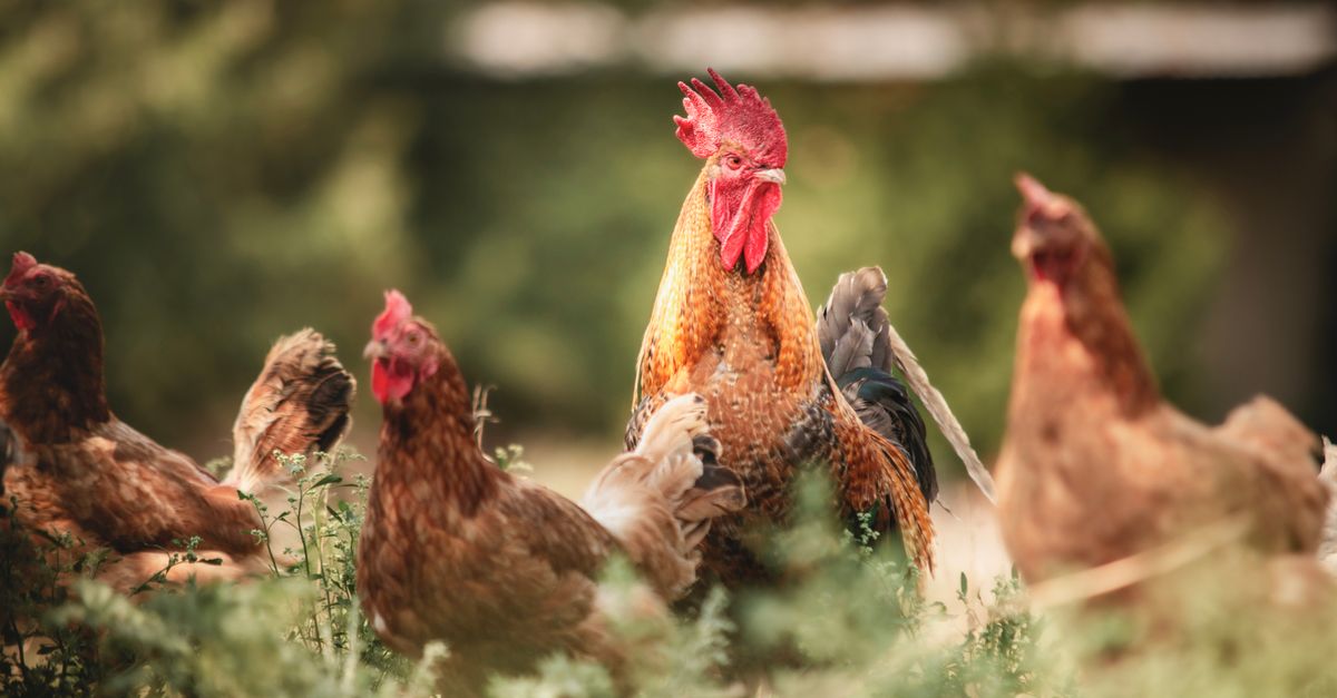 découvrez le comportement des coqs : habitudes, communication, et rôle dans la basse-cour pour mieux comprendre ces oiseaux fascinants.