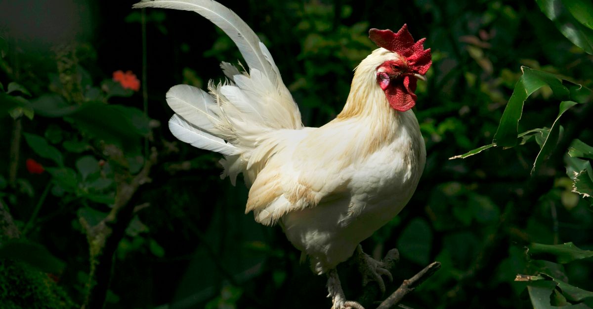 découvrez le comportement des coqs, leurs habitudes sociales, vocalisations et rôle dans le troupeau. comprenez mieux ces oiseaux fascinants.