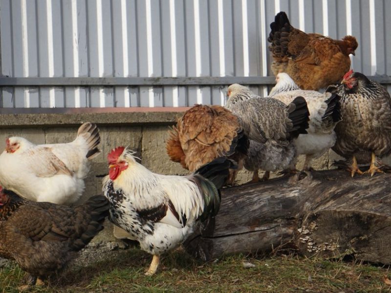 Le Coq en Parade : Splendeur et Comportement du Roi du Poulailler