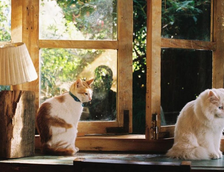 Nos compagnons inattendus : quand la nature fait ses propres choix